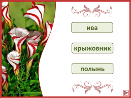 Интеллектуальная игра «Угадайте название растений», слайд 6
