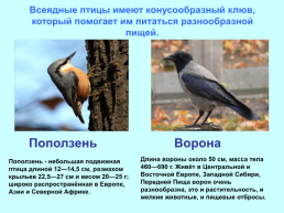 Экологические группы птиц, слайд 11