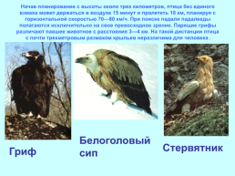 Экологические группы птиц, слайд 12