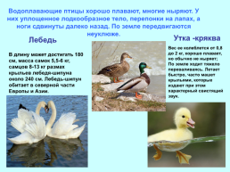 Экологические группы птиц, слайд 15