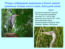 Экологические группы птиц, слайд 16