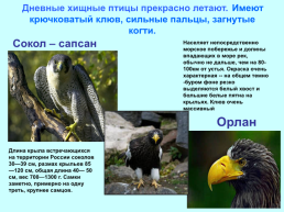 Экологические группы птиц, слайд 17