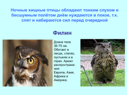 Экологические группы птиц, слайд 18
