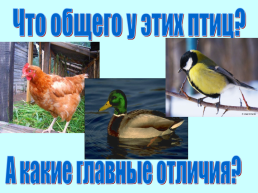 Экологические группы птиц, слайд 4