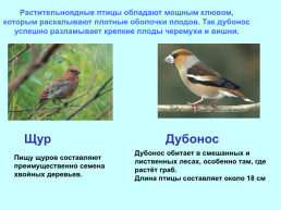Экологические группы птиц, слайд 8