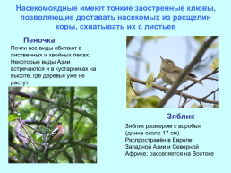 Экологические группы птиц, слайд 9