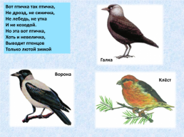 «Угадай и назови» зимующие птицы, слайд 11
