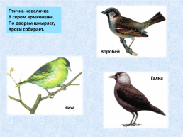 «Угадай и назови» зимующие птицы, слайд 13