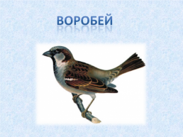 «Угадай и назови» зимующие птицы, слайд 14