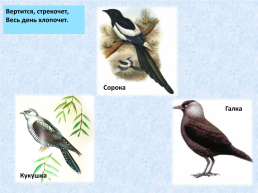 «Угадай и назови» зимующие птицы, слайд 15