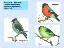 «Угадай и назови» зимующие птицы, слайд 17