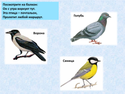 «Угадай и назови» зимующие птицы, слайд 7