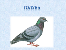 «Угадай и назови» зимующие птицы, слайд 8