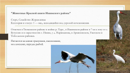 Многообразие животных родного края и разных территорий России, слайд 10