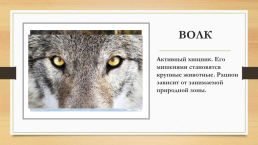 Многообразие животных родного края и разных территорий России, слайд 12