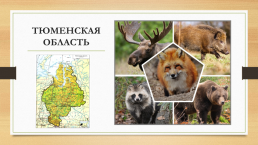 Многообразие животных родного края и разных территорий России, слайд 3