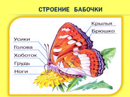 Бабочки. Как изготовить их из листа бумаги?, слайд 10