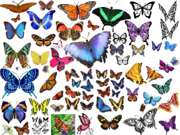 Бабочки. Как изготовить их из листа бумаги?, слайд 4