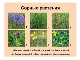 Растения родного края, слайд 8