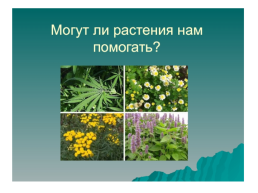 Растения родного края, слайд 9