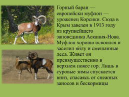 Крымский природный заповедник, слайд 10