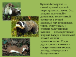 Крымский природный заповедник, слайд 12