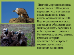Крымский природный заповедник, слайд 13