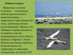 Крымский природный заповедник, слайд 17