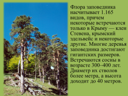 Крымский природный заповедник, слайд 6
