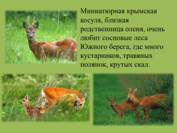 Крымский природный заповедник, слайд 9