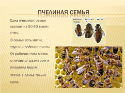 Эти удивительные насекомые - пчелы, слайд 5
