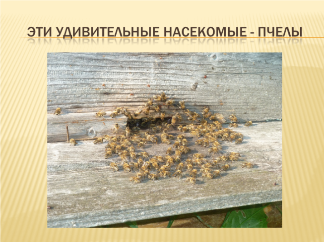 Эти удивительные насекомые - пчелы