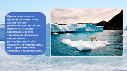 Краснокнижные животные Арктики, слайд 2
