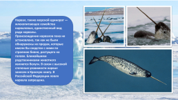 Краснокнижные животные Арктики, слайд 4