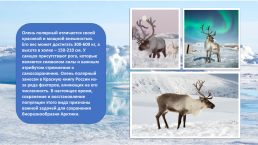 Краснокнижные животные Арктики, слайд 5
