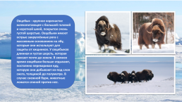 Краснокнижные животные Арктики, слайд 7