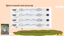 Анализаторы (органы чувств), слайд 12