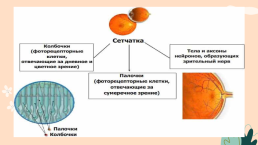 Анализаторы (органы чувств), слайд 15