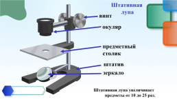 Устройство увеличительных приборов и правила работы с ними, слайд 8