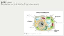 Строение и жизнедеятельность клеток живых организмов, слайд 15