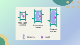 Какие процессы жизнедеятельности вам известны?, слайд 12