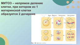 Какие процессы жизнедеятельности вам известны?, слайд 13