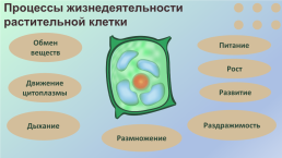 Какие процессы жизнедеятельности вам известны?, слайд 6