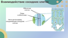 Какие процессы жизнедеятельности вам известны?, слайд 7