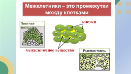 Какие процессы жизнедеятельности вам известны?, слайд 8