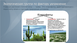 Жизненные формы и экологические группы растений степей, слайд 10