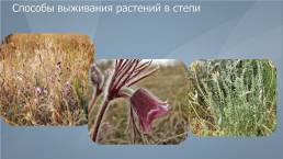 Жизненные формы и экологические группы растений степей, слайд 11