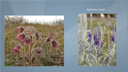 Жизненные формы и экологические группы растений степей, слайд 12
