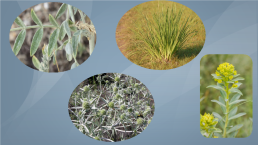 Жизненные формы и экологические группы растений степей, слайд 13