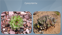 Жизненные формы и экологические группы растений степей, слайд 14